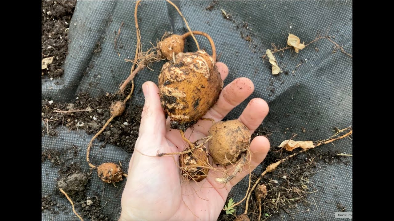 American Groundnut Harvest (Apios Americana)