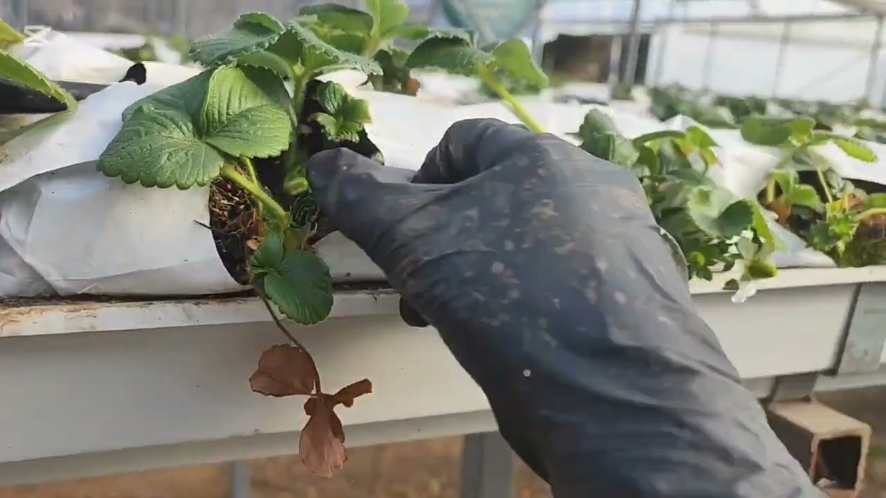 Yaparsan olur da bugün çileklerin çiçeklerini koparıyoruz ☺️