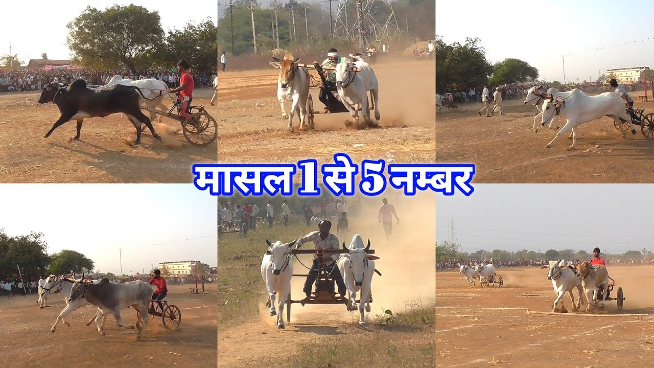 Hf deluxe bike पहला ईनाम मासल पट की 1 से 5 नंबर की बैलजोड़ी दौड़ masal pat top 5 bailjodi race