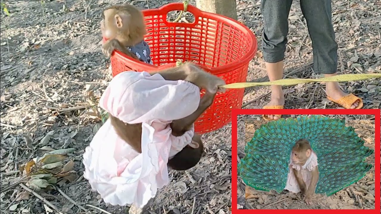 [Moon Family] Monkey Sky acrobatics in the hammock and transforms into a peacock