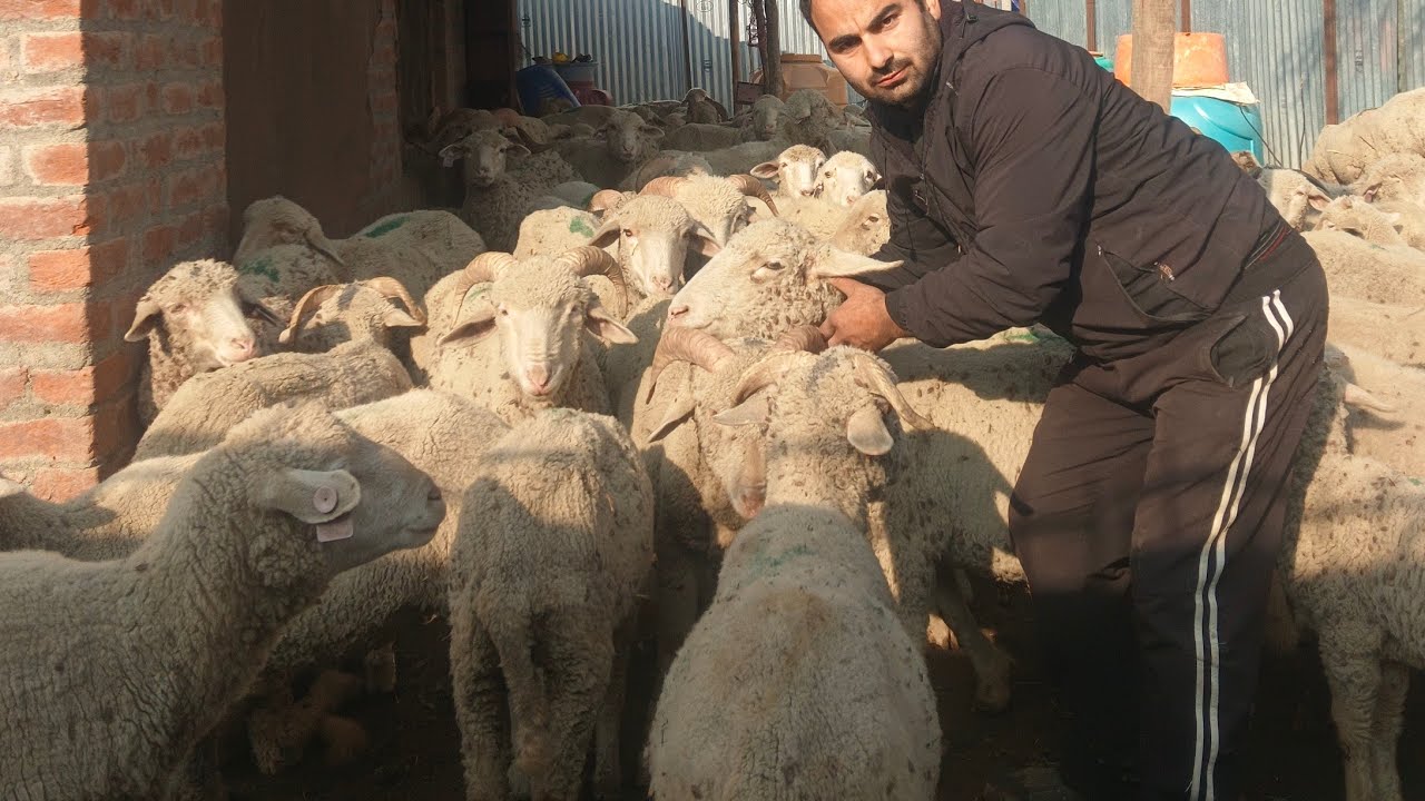 winter sheep farming in kashmir #sheep#farming