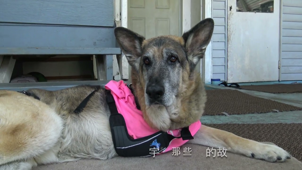 三腳狼狗多寶仔和狗爸