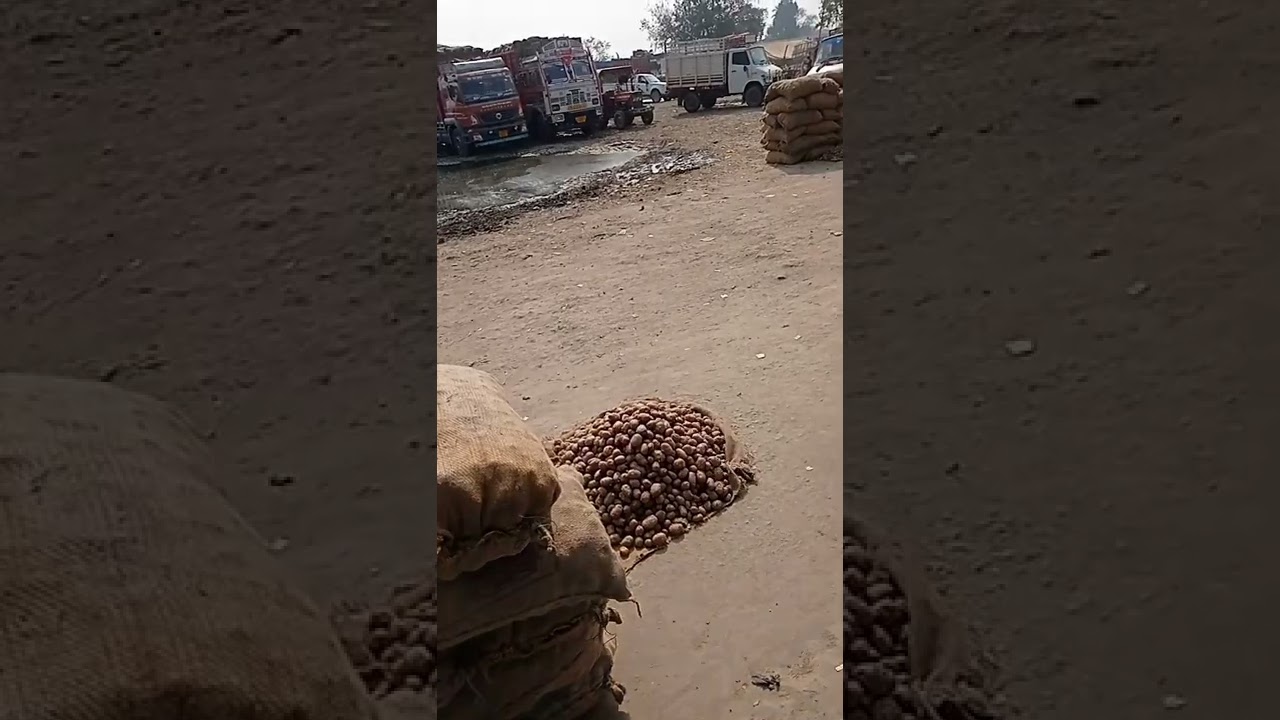 gulabbagh mandi rate