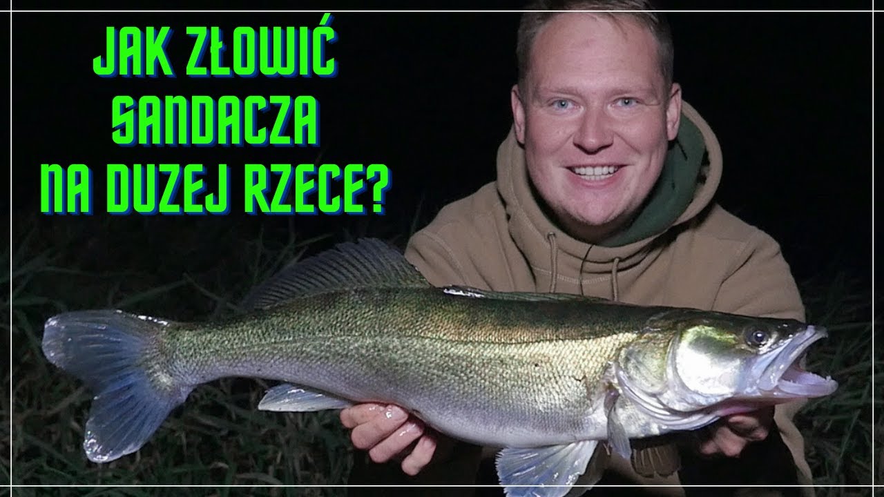 Jak złowić SANDACZA na dużej rzece? Sandacz na trupka - Jak złowić sandacza na trupka z gruntu?