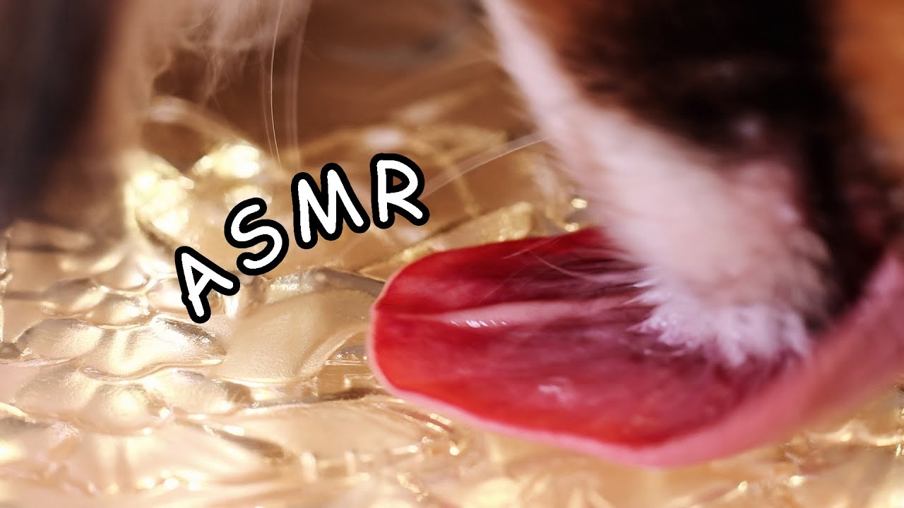 ASMR  Dog Eating Sounds Relaxing Lights Satisfying 🥥 Coconut Oil and Yogurt (no talking)