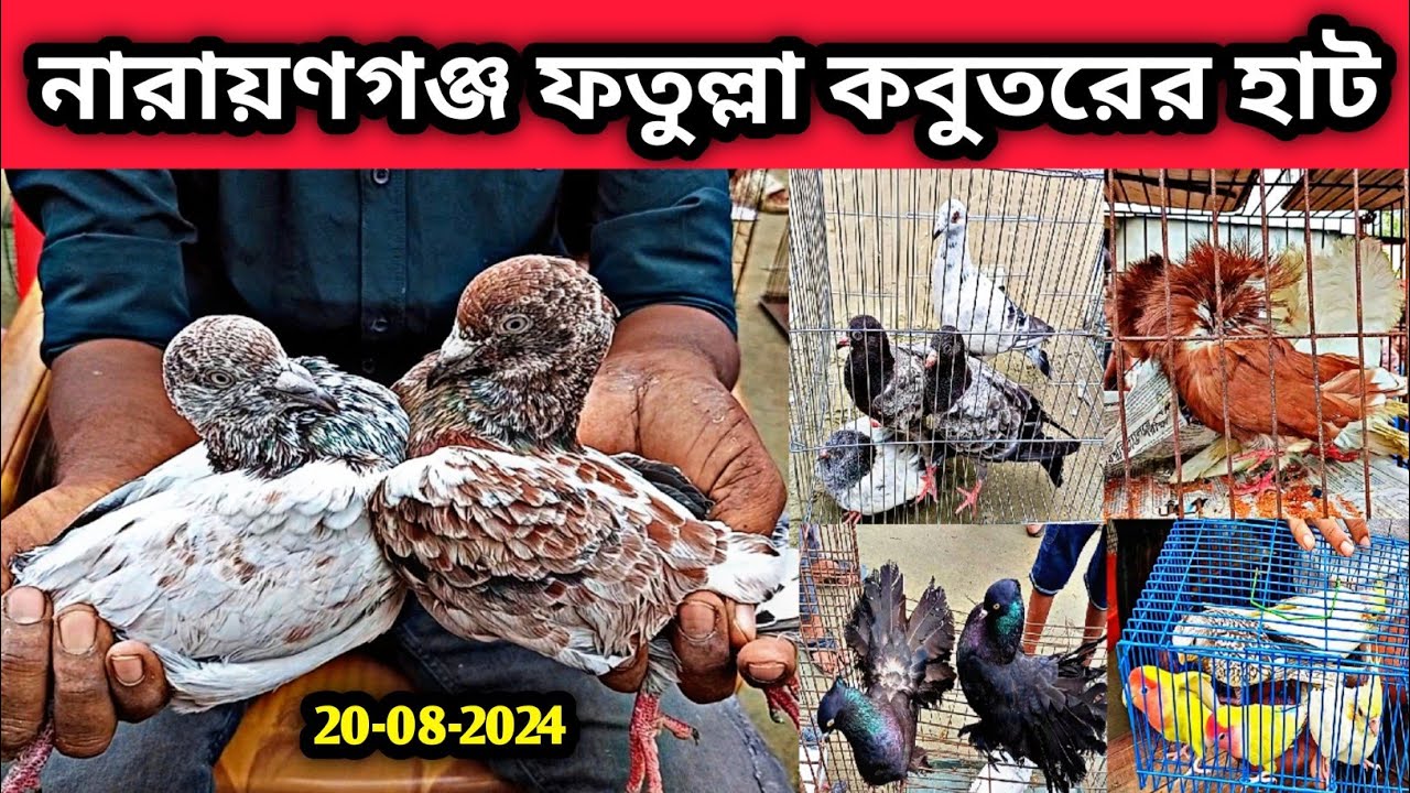 20-08-2024 ফতুল্লা কবুতরের হাট। কম দামে কবুতর। Fatullah kobutor hat. কবুতর হাট। Pigeons price.pigeon