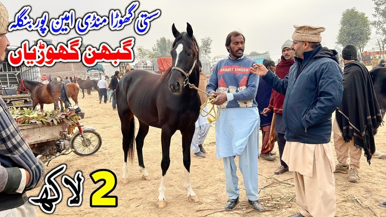 Horse Mandi Aminpur Bangla Faisalabad | Horse For Sale | Horse Mandi In Pakistan | Pk Janwar Mandi