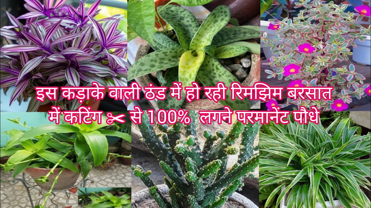 इस कड़ाके वाली ठंड में हो रही रिमझिम बरसात में कटिंग ✂️ से 100%  लगने परमानेंट पौधे 🌱