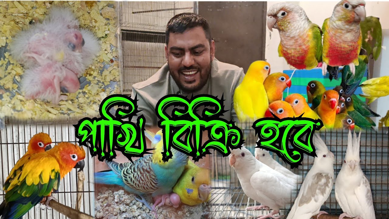 আরিফ ভাইয়ের পাখির দোকান ধামাকা অফারে পাখি 