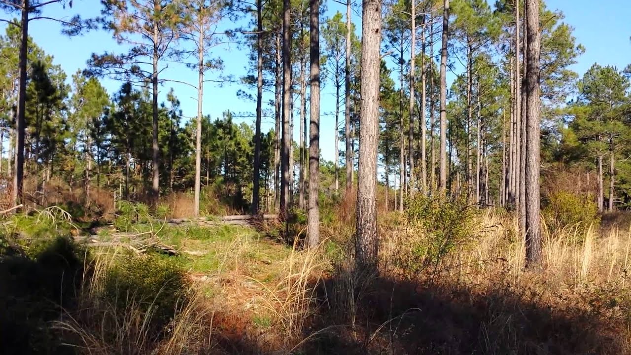 Mature Planted Pine Select Thinning Harvest