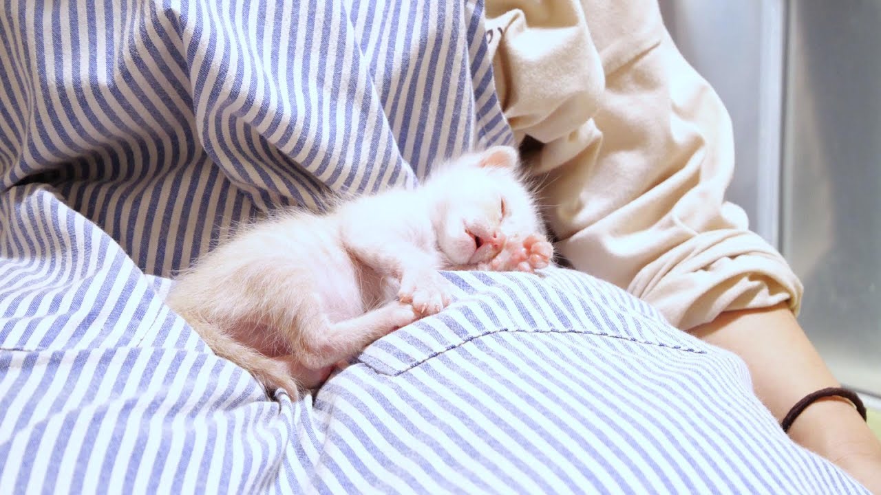 Котенок спит с такой беззащитной мордашкой [Котенок, защищенный кот]