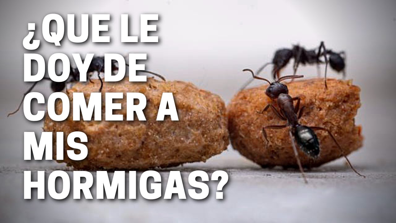 ¿Qué le doy de comer a mis hormigas? Jon-Ant