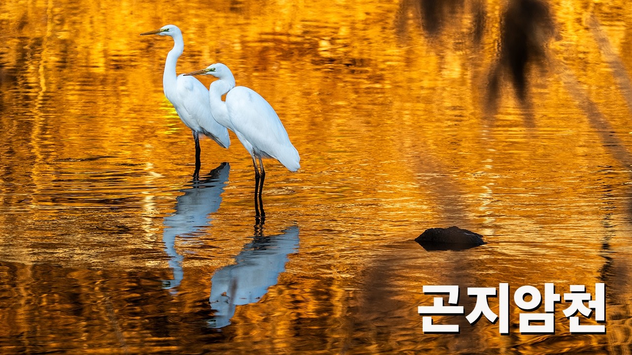 겨울을 나는 철새들의 보금자리 곤지암천