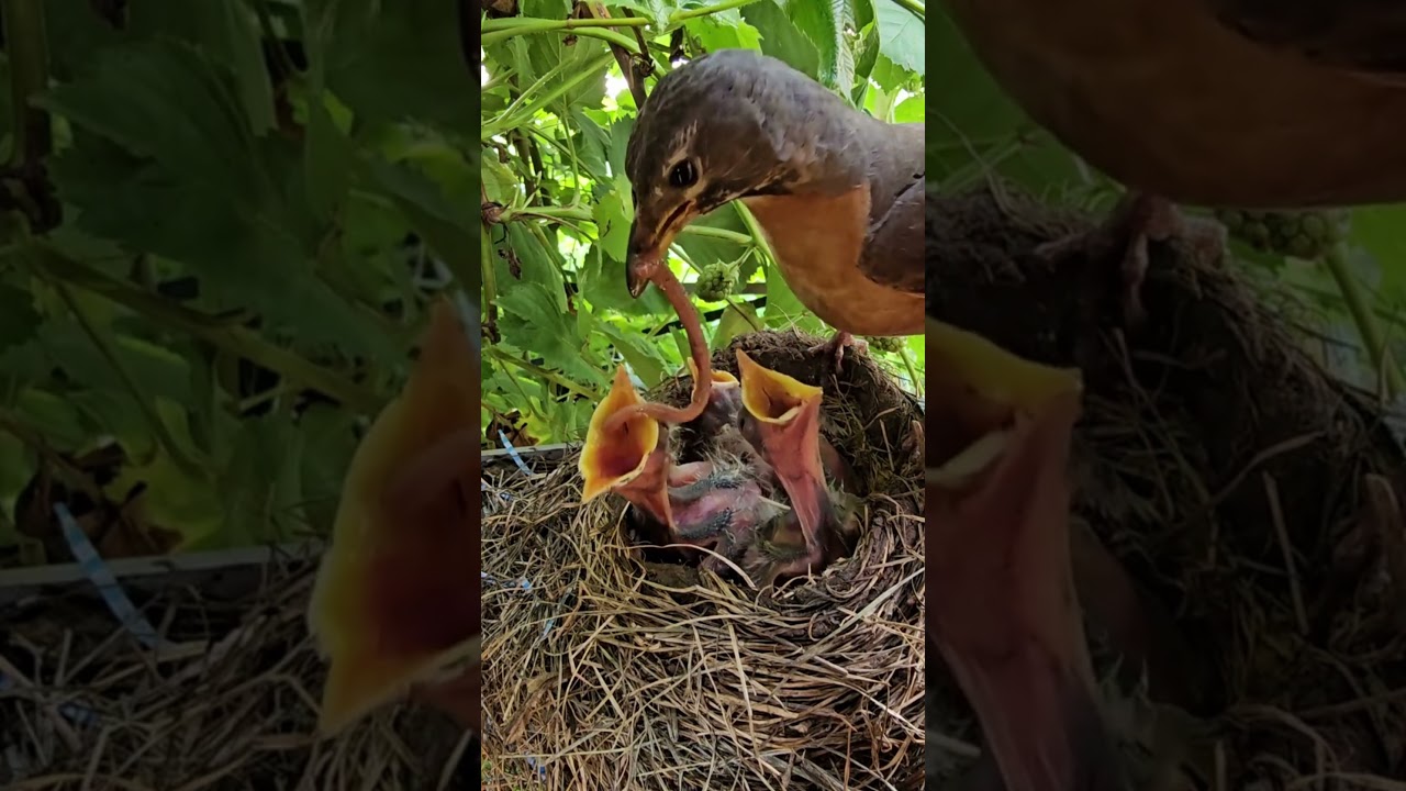 American Robin Feeding Babies 🧡 Who will get a huge worm?