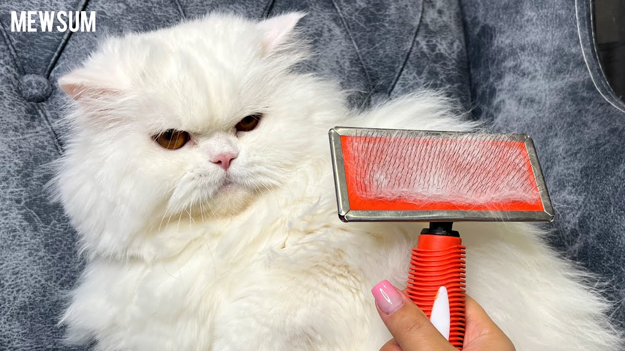 How to Brush a Fluffy Cat That HATES It![asmr]
