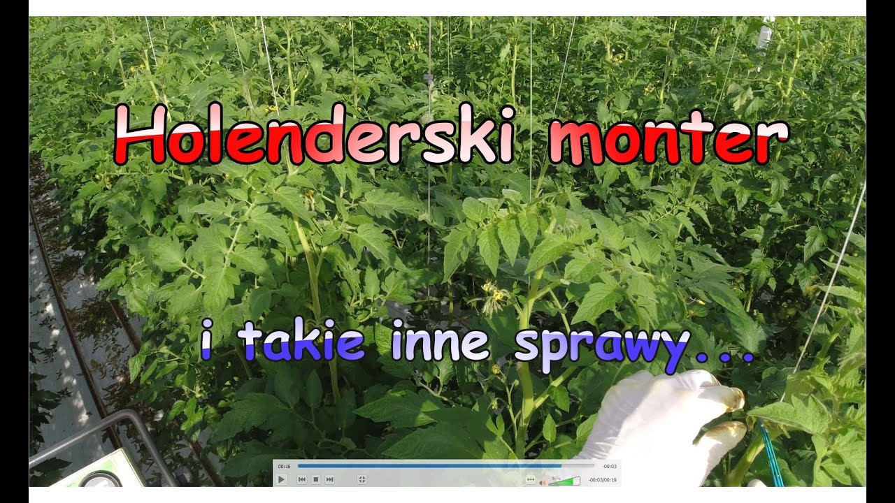 MONTER w Holandii. Rozliczenie podatku DIGID. Gadanie w szklarni.
