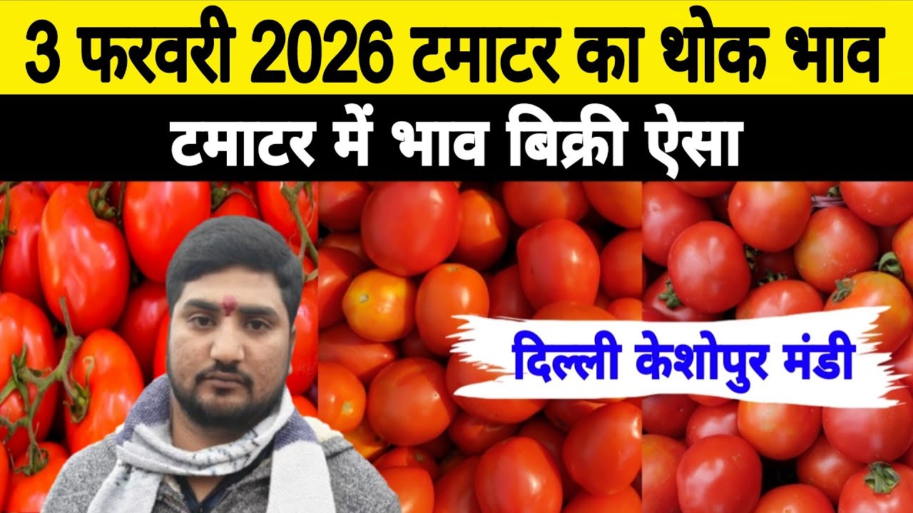 3 Feb 2026 Delhi 🍅 टमाटर होलसेल भाव | Keshopur Mandi | Today Tomato Rate 