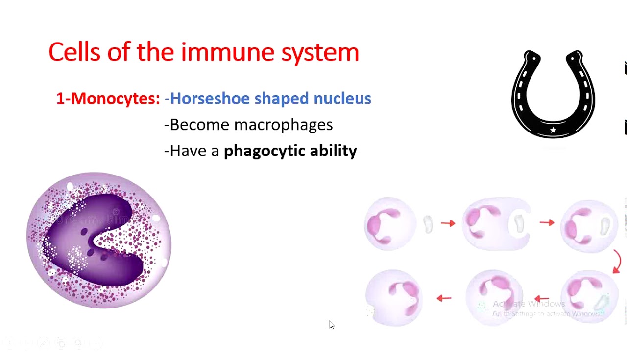 Biology Grade 8 cells, molecules and organs of the immune system/ Teacher Ali Hankir