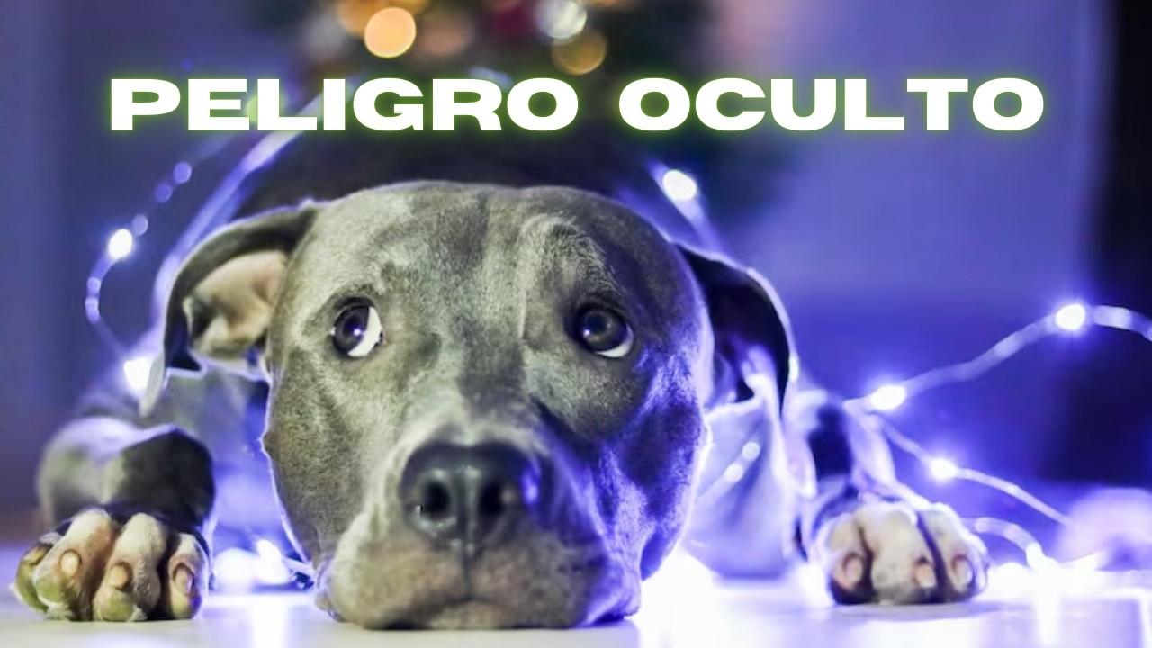 👉 ⚠️ PELIGROS de NAVIDAD para MASCOTAS 🎄🐶