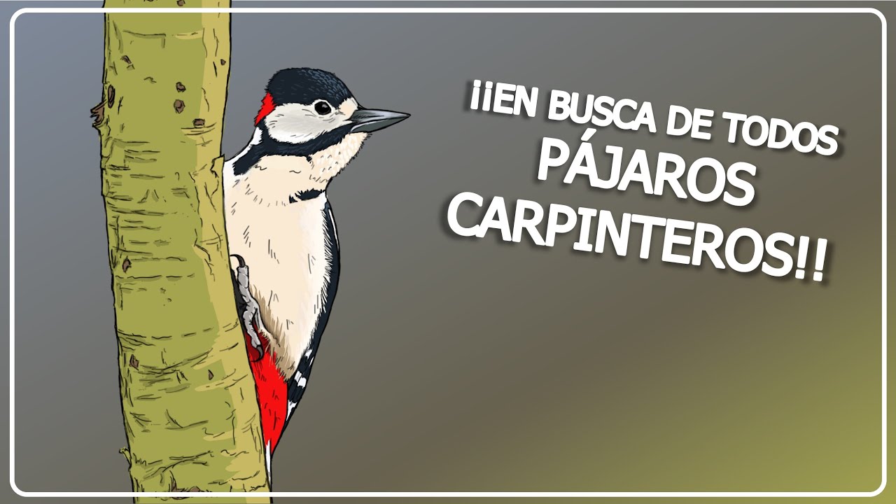 PÁJAROS CARPINTEROS 🌳 Vamos en su busca