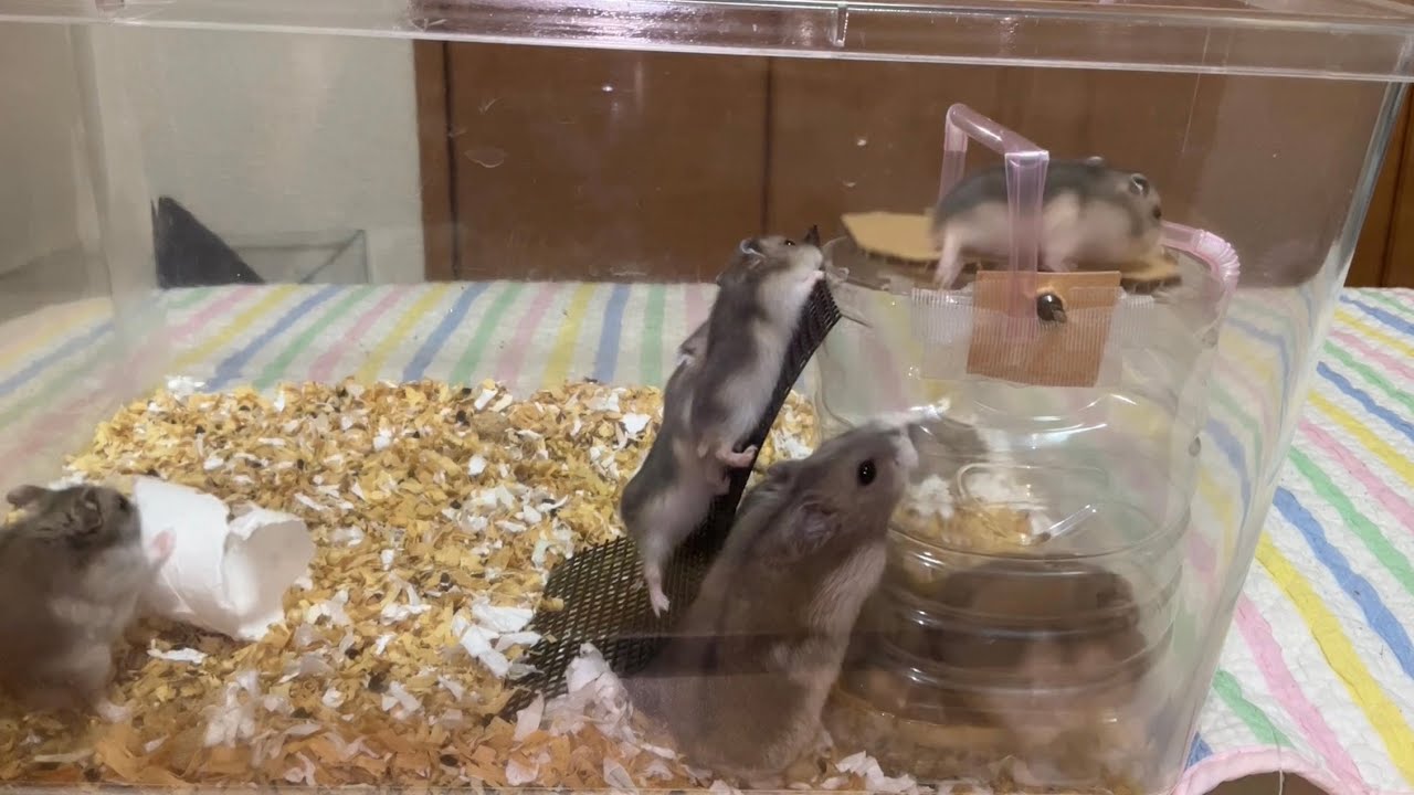 手作りネズミトラップをハムケージに設置してみた