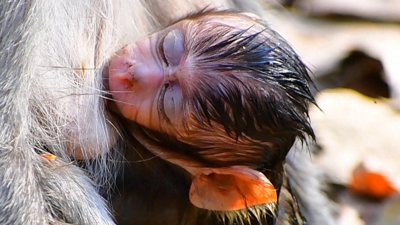 AWW, Baby Monkey Moments 2026, Tiny Baby Monkey Holding Mommy&rsquo;s Hand with Love