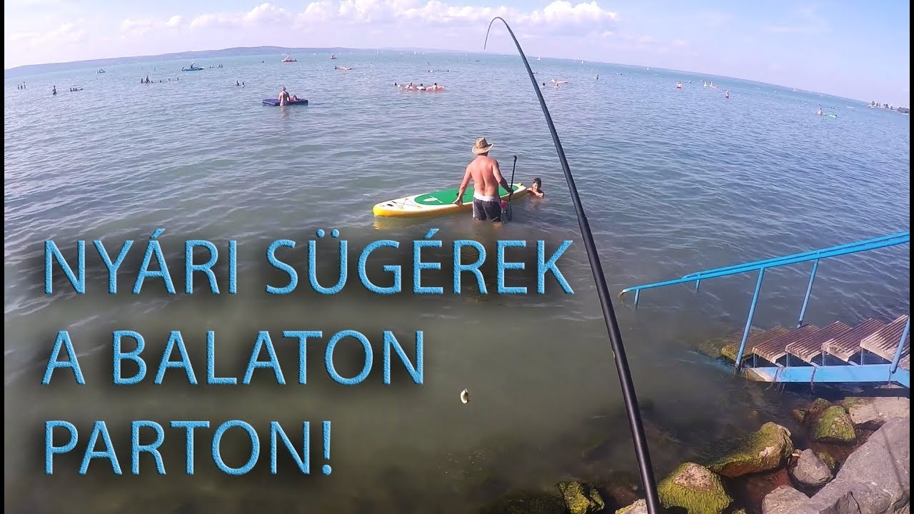 Nyári sügérek a Balaton parton