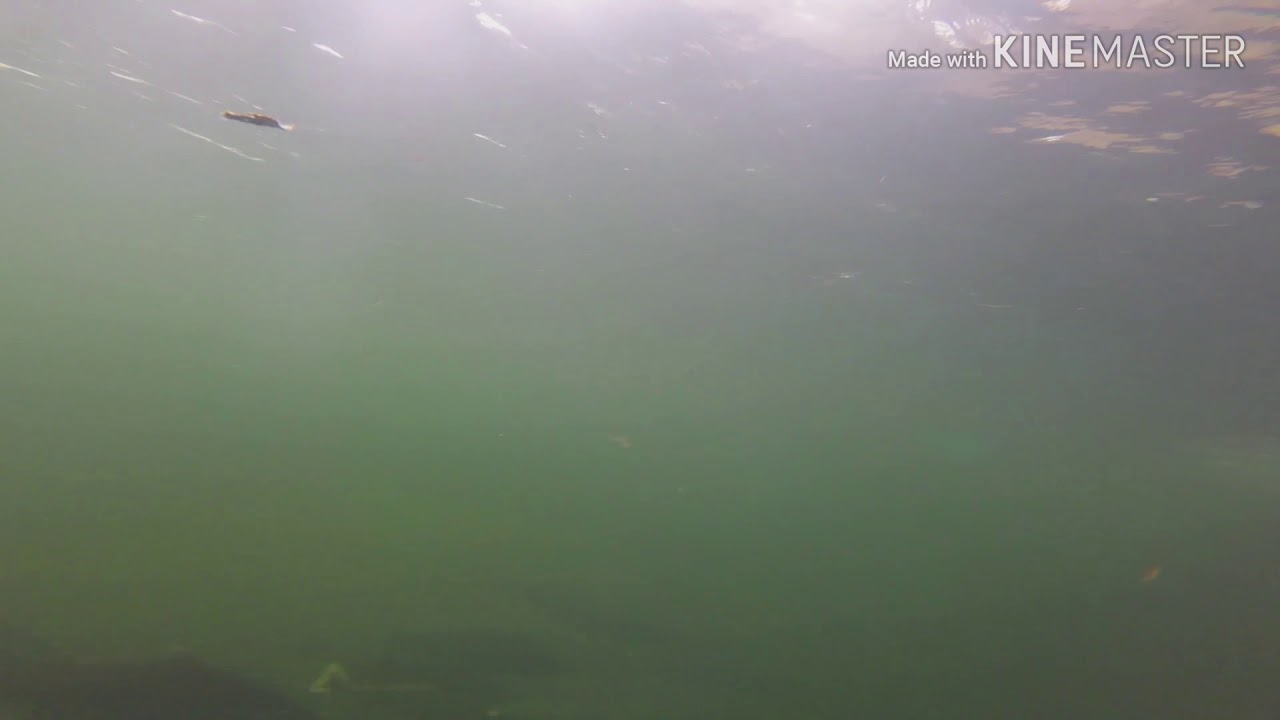 Coastal underwater salmon footage