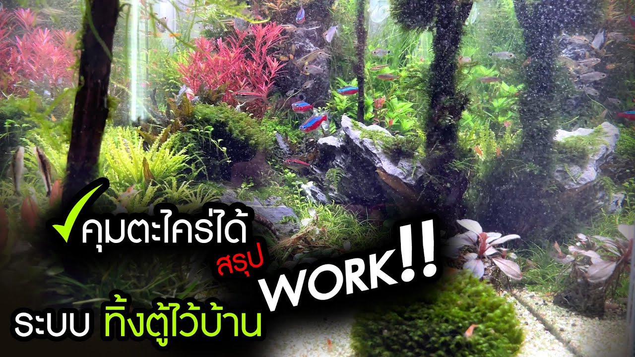 ตู้ไม้น้ำแบบไม่อยู่บ้าน 14 วัน : Work!! คุมตะไคร่ได้