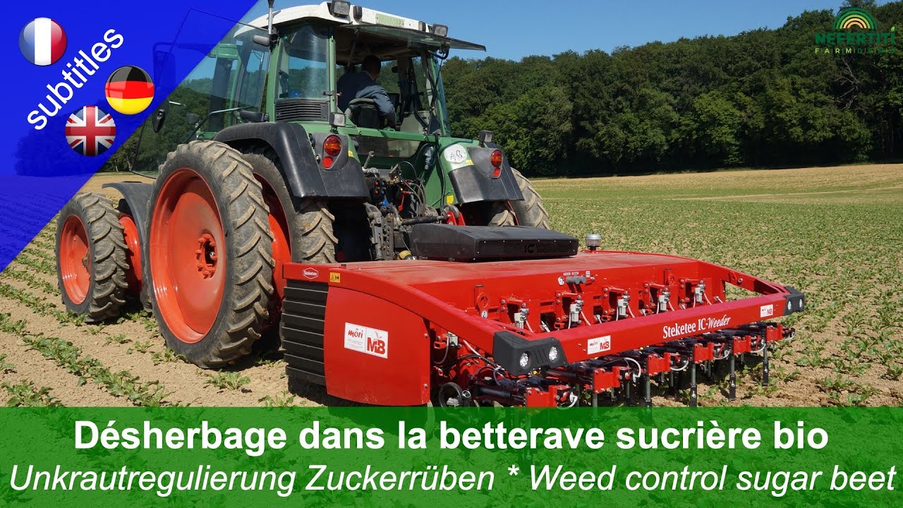 Désherbage dans la betterave sucrière bio: Steketee IC-Weeder, Garford Inrow sarcleuse herse étrille