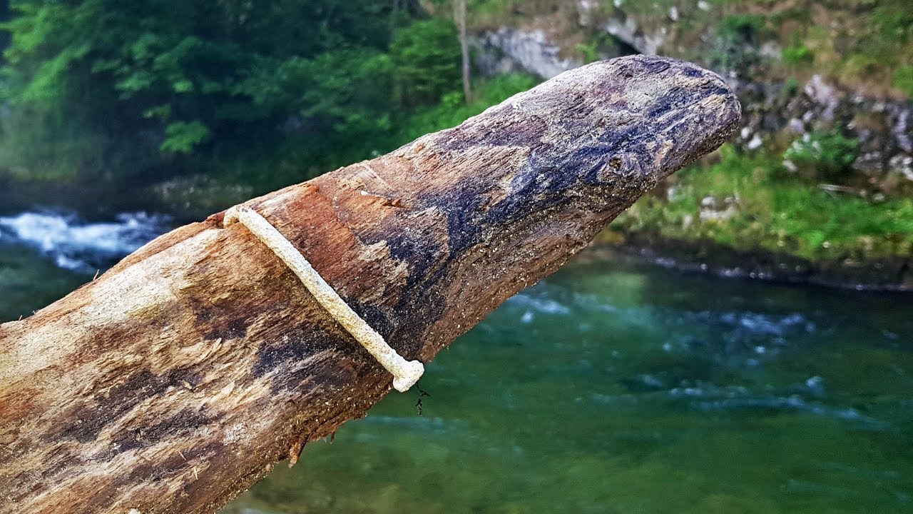 Im Höllental auf Suche nach Alraunen, Schwemmholz, Zauberwurzeln / Schwarza - Naßwald - Raxkönig