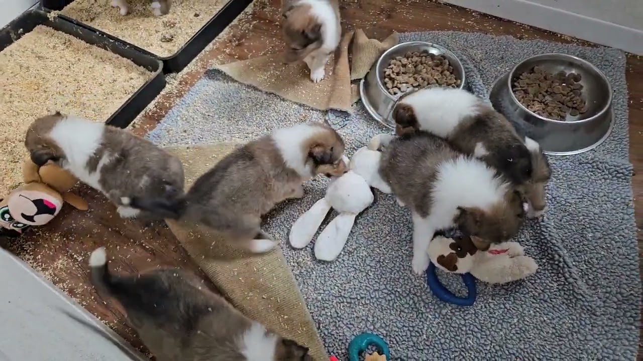 11.27.24 pups with stuffed animals