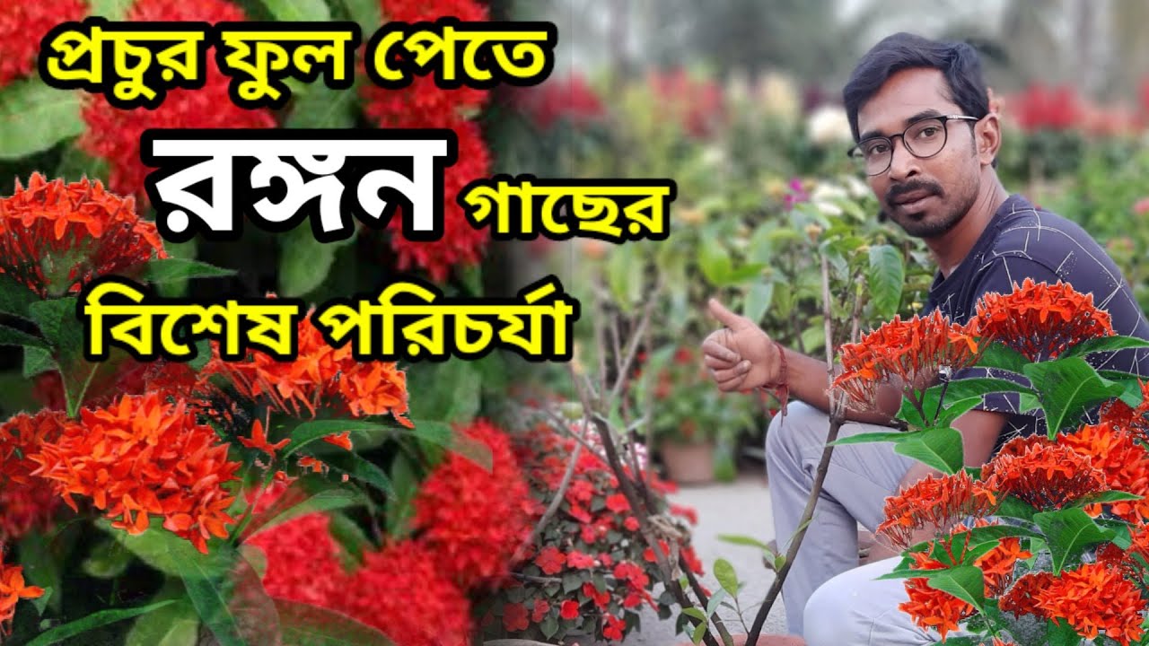 প্রচুর ফুল পেতে রঙ্গন গাছের পরিচর্যা করুন এখনি / Ixora plant care / Rongon flower plant.