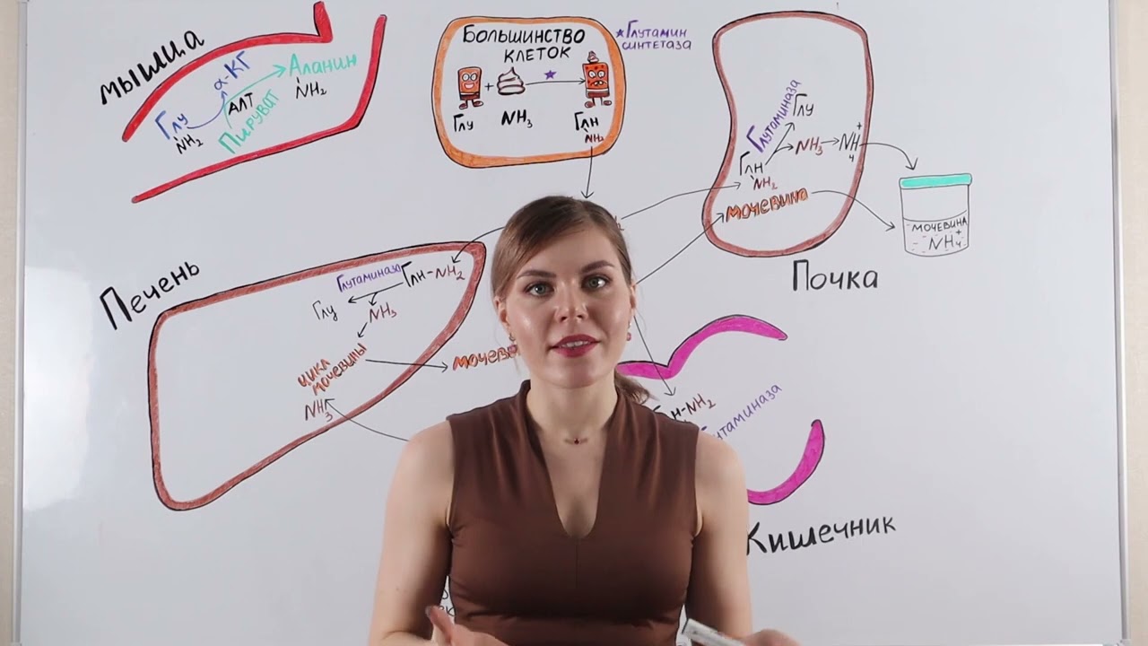 Детоксикация внутри нас. Утилизация аммиака