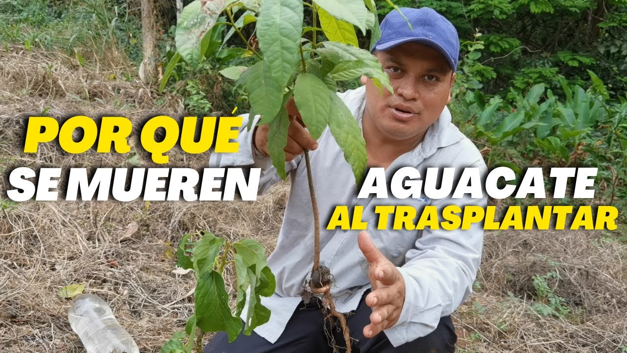 Por qu&eacute; se muere mi planta de aguacate o palta al trasplantar