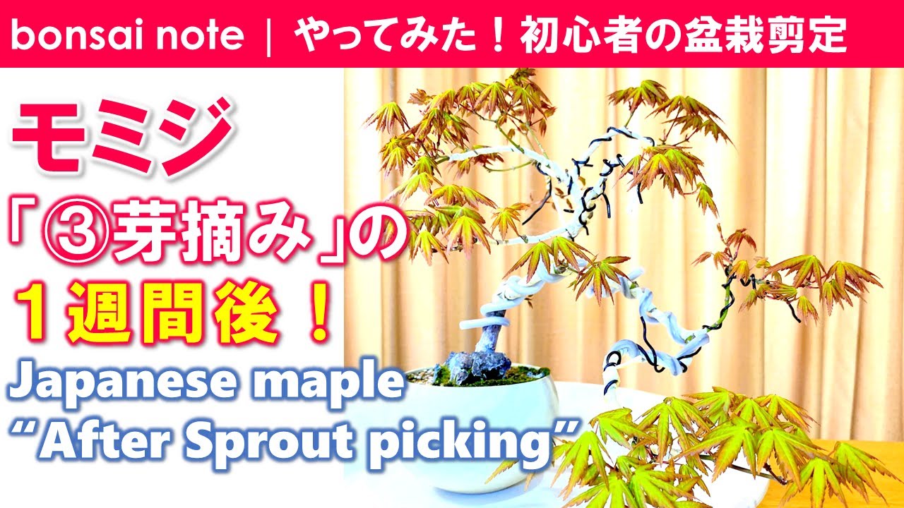 モミジ盆栽！芽摘み後の様子｜Japanese maple “After Sprout picking”／bonsai