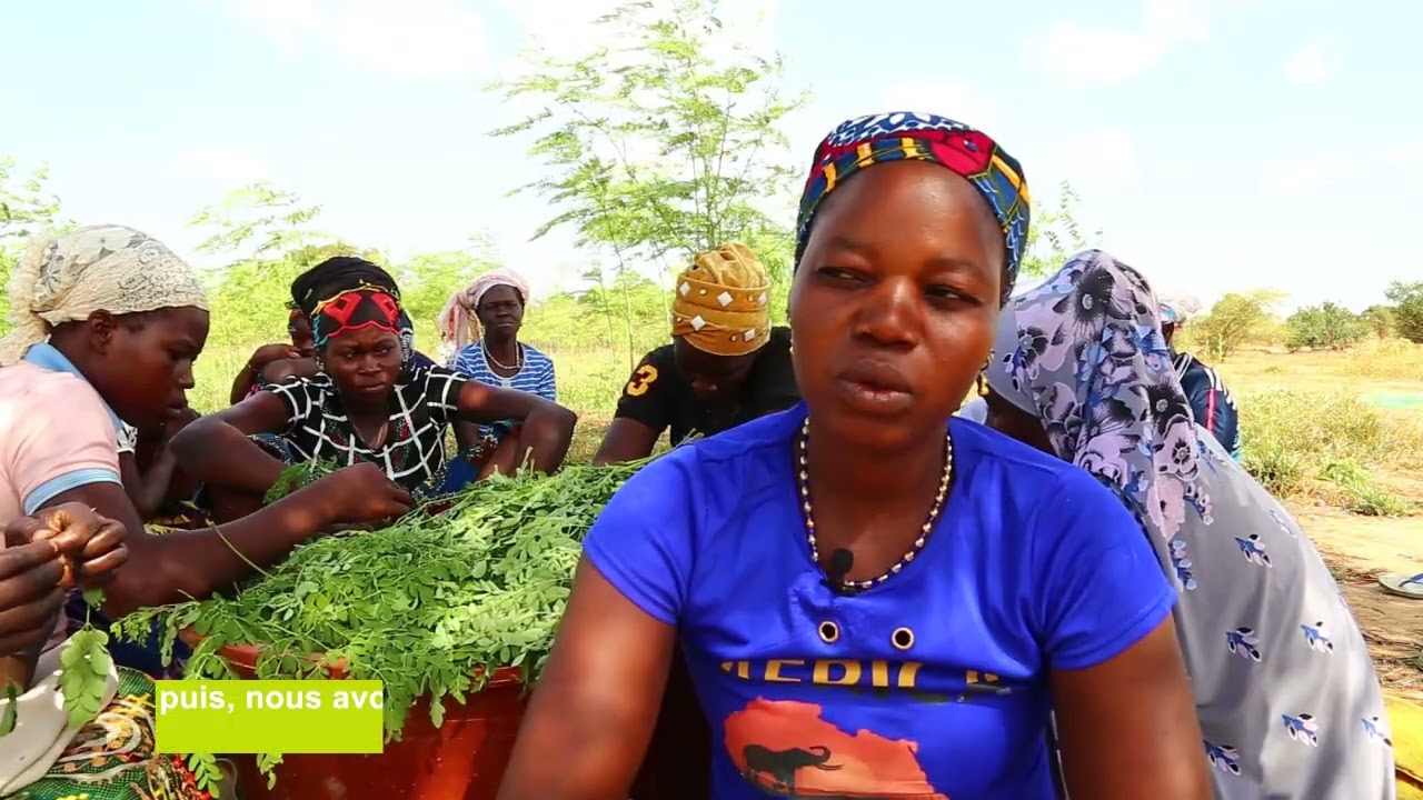 Fourche verte - du Moringa pour lutter contre la malnutrition