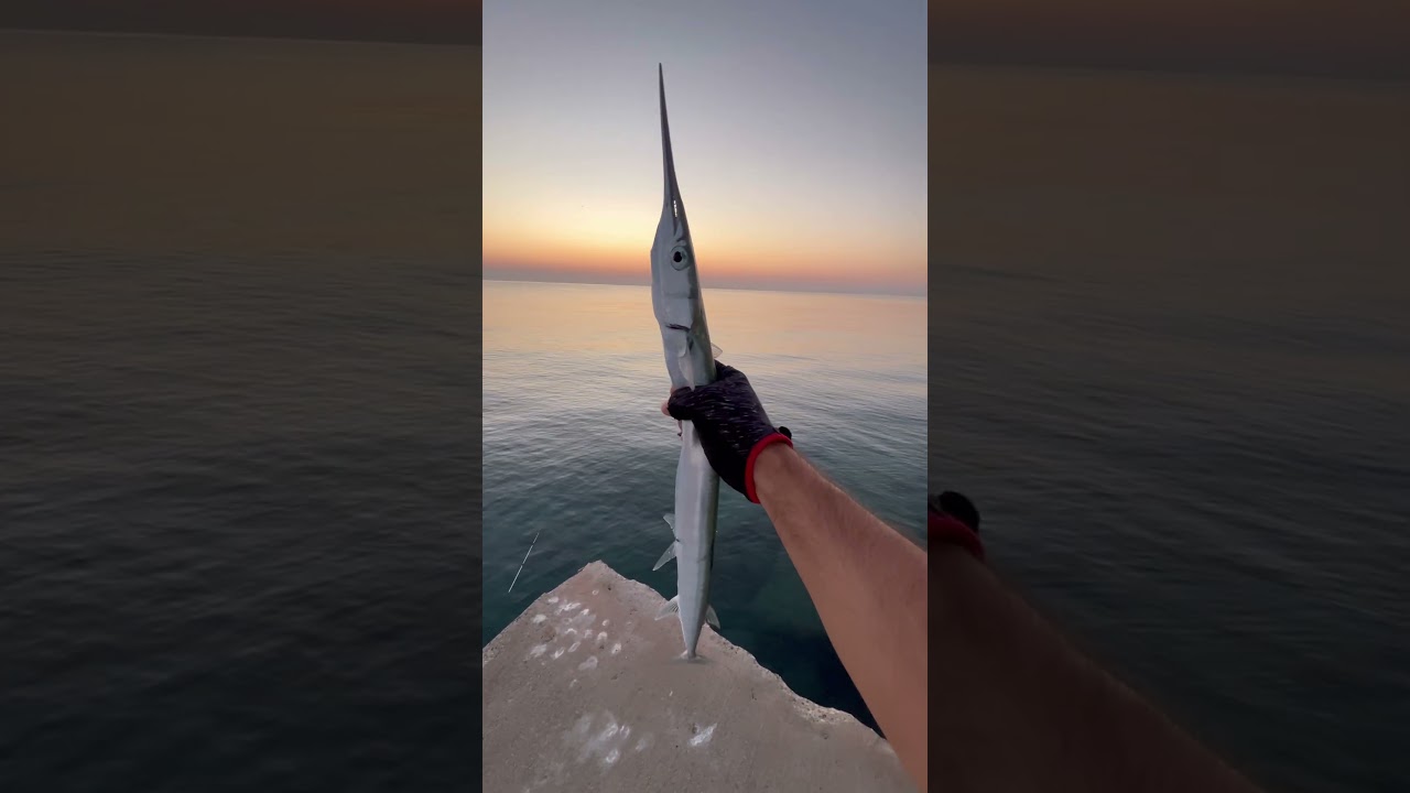 Zargana balığı,hızlı yapısı ve g&uuml;m&uuml;ş parlaklığıyla denizlerin dikkat &ccedil;ekici t&uuml;rlerinden biridir. 🐟✨