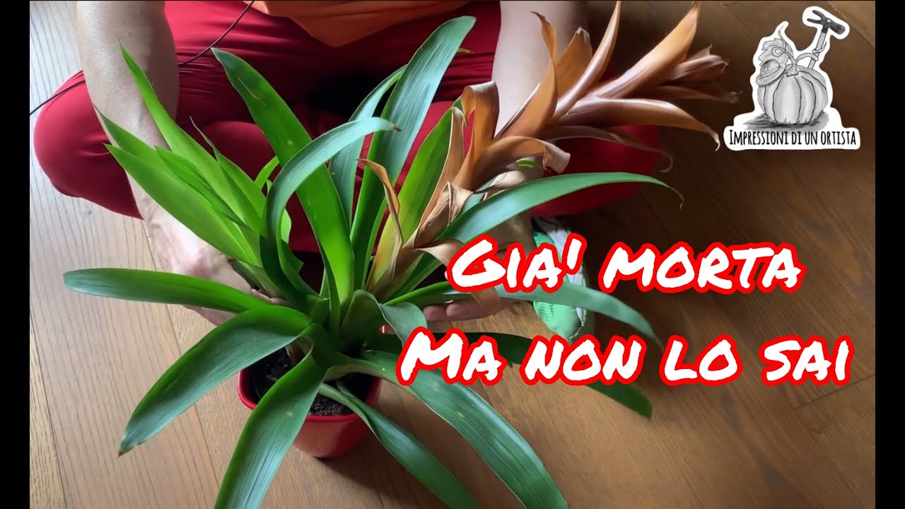 Guzmania pianta da appartamento.