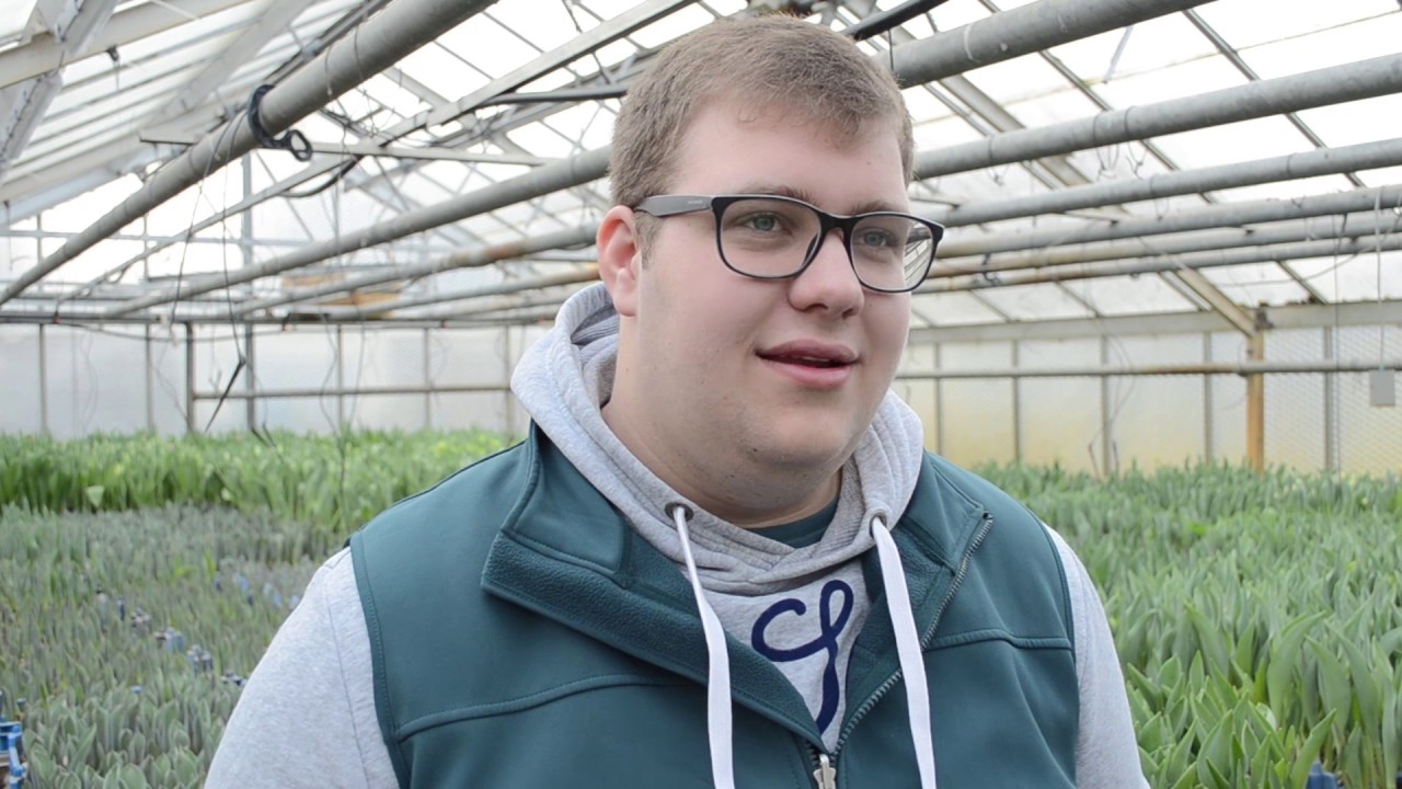 Tulpen vom Freiland auf den Wochenmarkt - Vierländer Gartenbaubetrieb