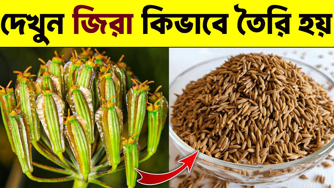 দেখুন জিরা কিভাবে তৈরি হয়, জিরা চাষ করে রাতারাতি কোটিপতি Cumin farming | Cumin seed