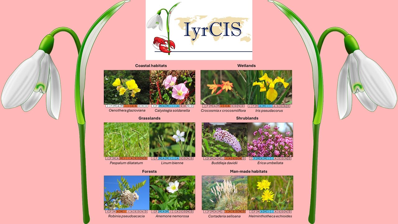 𝗙𝗹𝗼𝘄𝗲𝗿𝗶𝗻𝗴 𝗽𝗵𝗲𝗻𝗼𝗹𝗼𝗴𝘆 - Comparison between native and invasive plants at ecoregional level