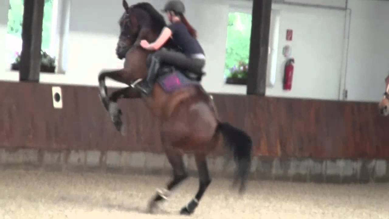 FAILS! :D My horses are wild :D