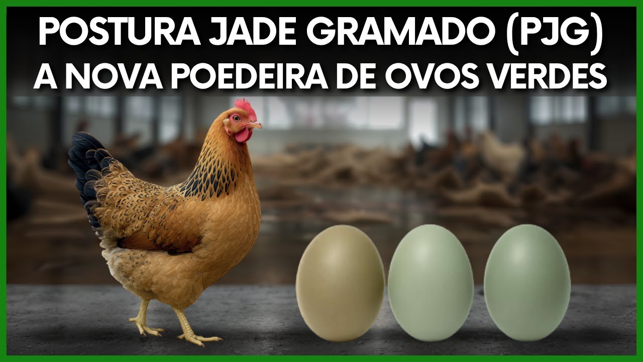 Descubra A Raça De Galinhas Que Faz Ovos Verdes No Sistema Caipira!