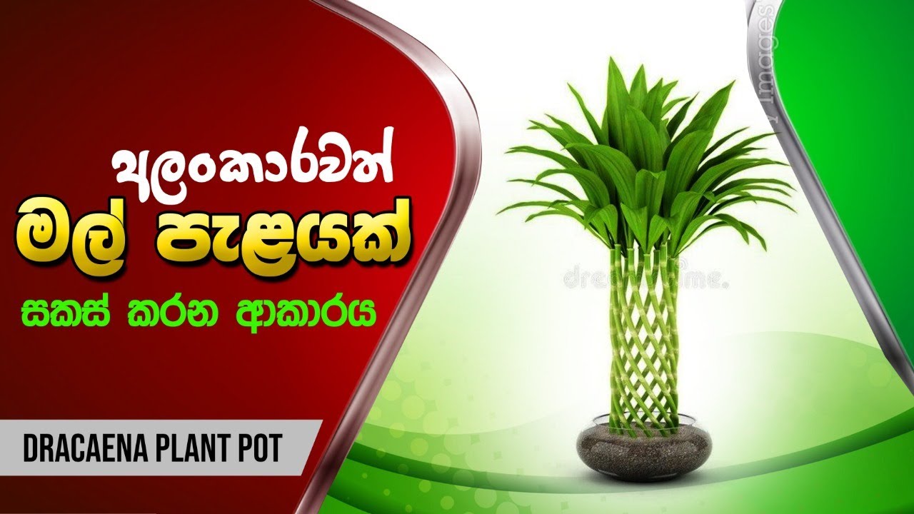 Dracaena plant pot  භූමි  අලංකරණය, Biosystems Technology,BST Saman,