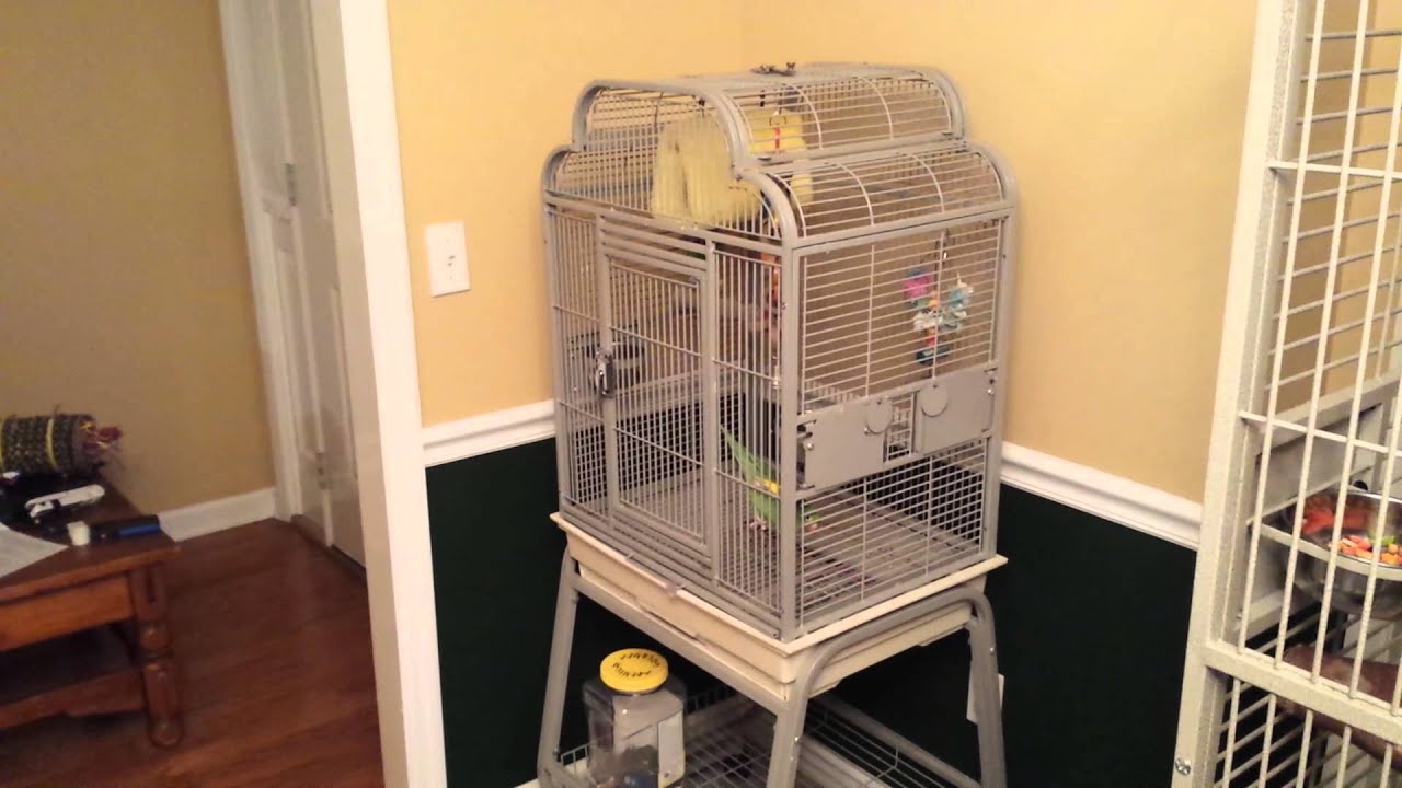 New bird room.