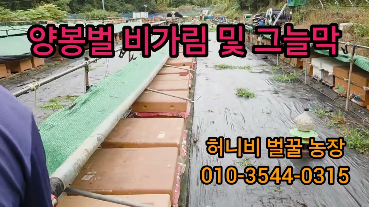 양봉벌 비가림 및 그늘막 [허니비벌꿀농장] 종봉분양 문의 설규학 010  3544  0315