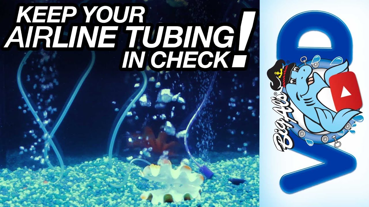 Keep Your Airline Tubing in Check! | BigAlsPets.com