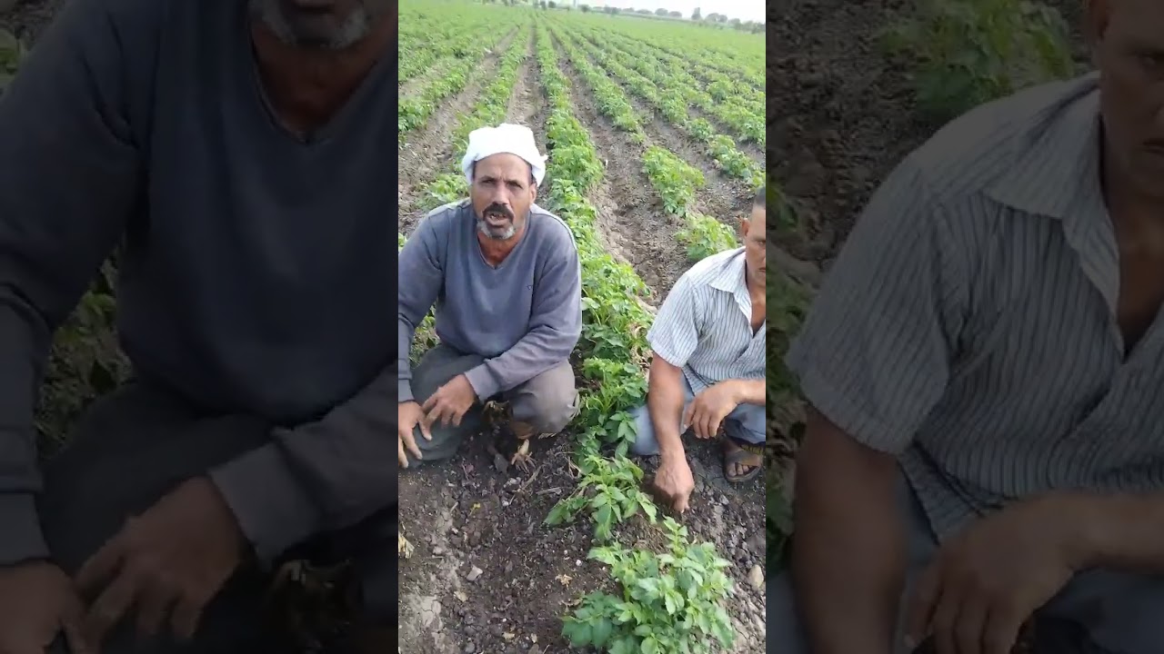 المزارع المثالي في زراعة وإنتاج محصول البطاطس 30طن للفدان الحاج الشحات المزين انشط مزارعي مصر