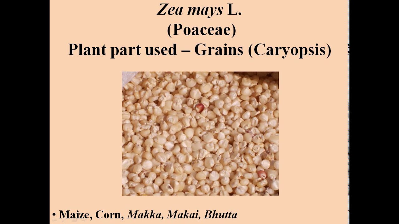 Zea mays - Maize by Dr Vartika
